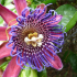 Unikátní liana passiflora (100 fotek): pěstování, péče, reprodukce